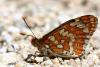 Euphydryas sp.